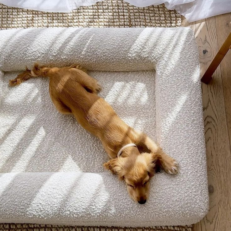 Ivory Orthopaedic Memory Foam Dog Bed — Vet Approved, Joint Support, No-Sag 3-Year Guarantee, Ideal For All Dog Breeds