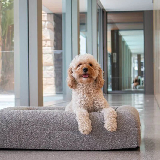 Grey - Vet Approved Orthopaedic Foam Dog Bed - Medium - 3 Year No Sag Guarantee + Support Guarantee